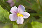 Virginia saltmarsh mallow